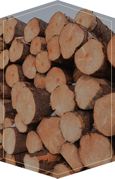 邁德高-甄選全球好木材品質升華